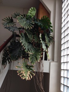 Die Monstera wird die Rotunde der Uni-Bibliothek Harburg zieren