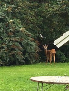 Einhorn im Garten