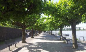 Baumallee an der Rheinpromenade in Bonn-Beuel, rechts der Rhein Richtung Süden