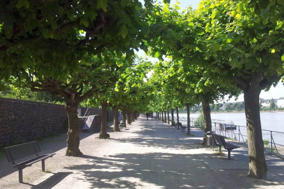 Baumallee an der Rheinpromenade in Bonn-Beuel, rechts der Rhein Richtung Süden